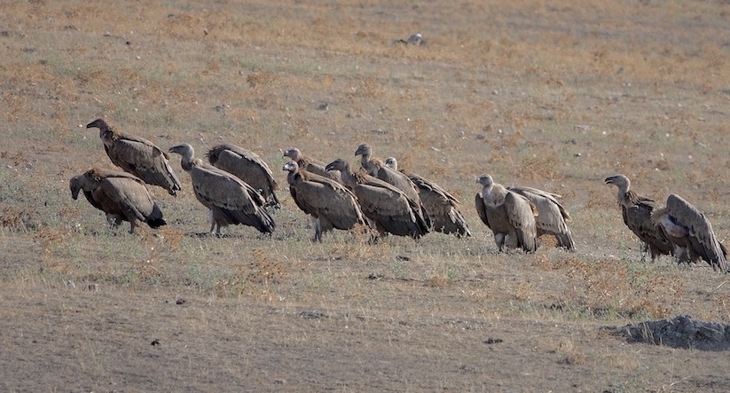 Griffon vulture